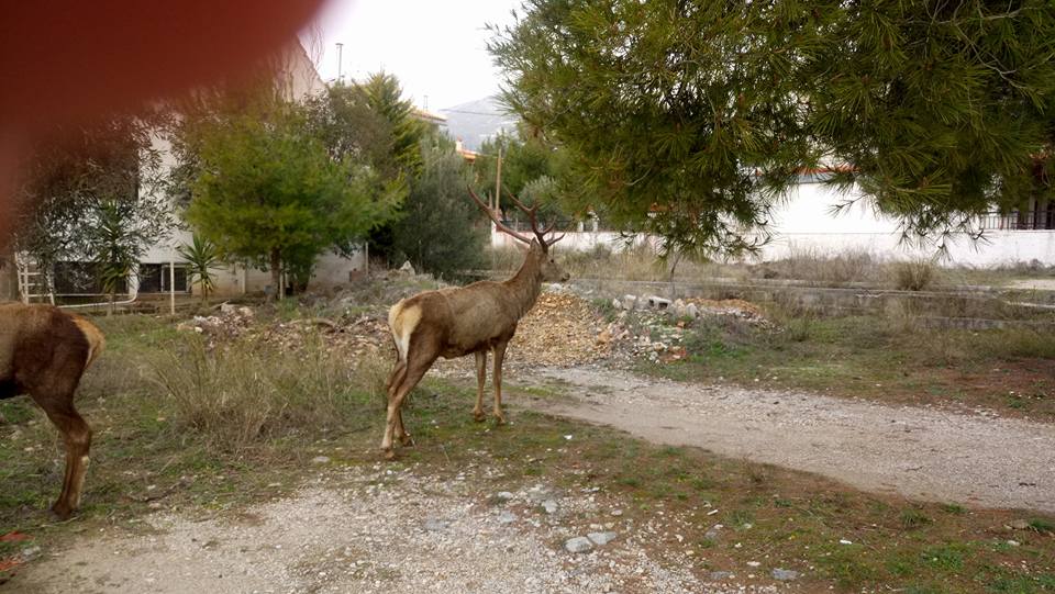 16194993_1814568058783248_3320572655305590397_n