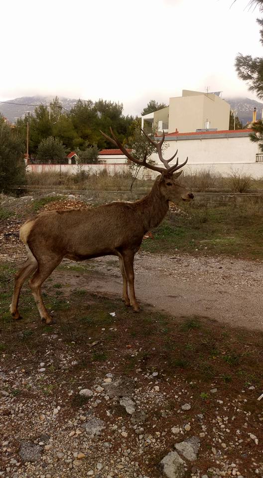 16195037_1814568032116584_7713121224998782445_n